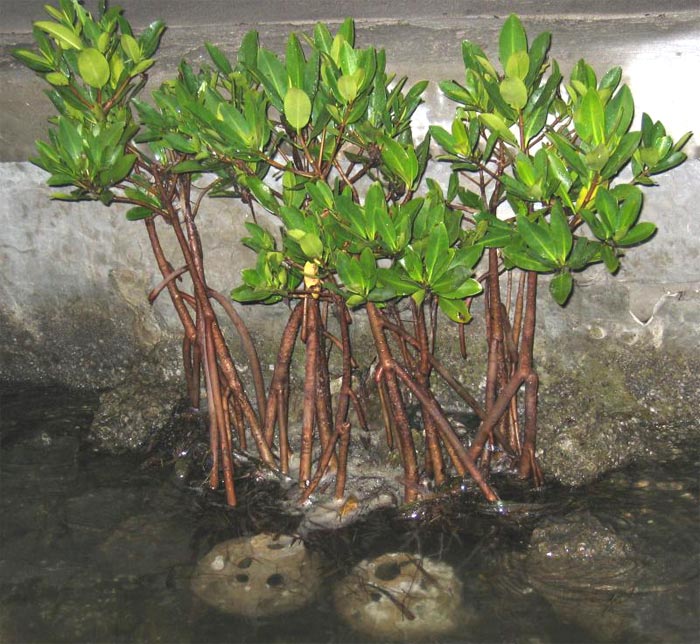 Rhizophora mangle cultivation